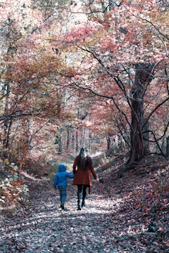 A mother and daughter walking hand in hand through a sun-dappled forest trail.
