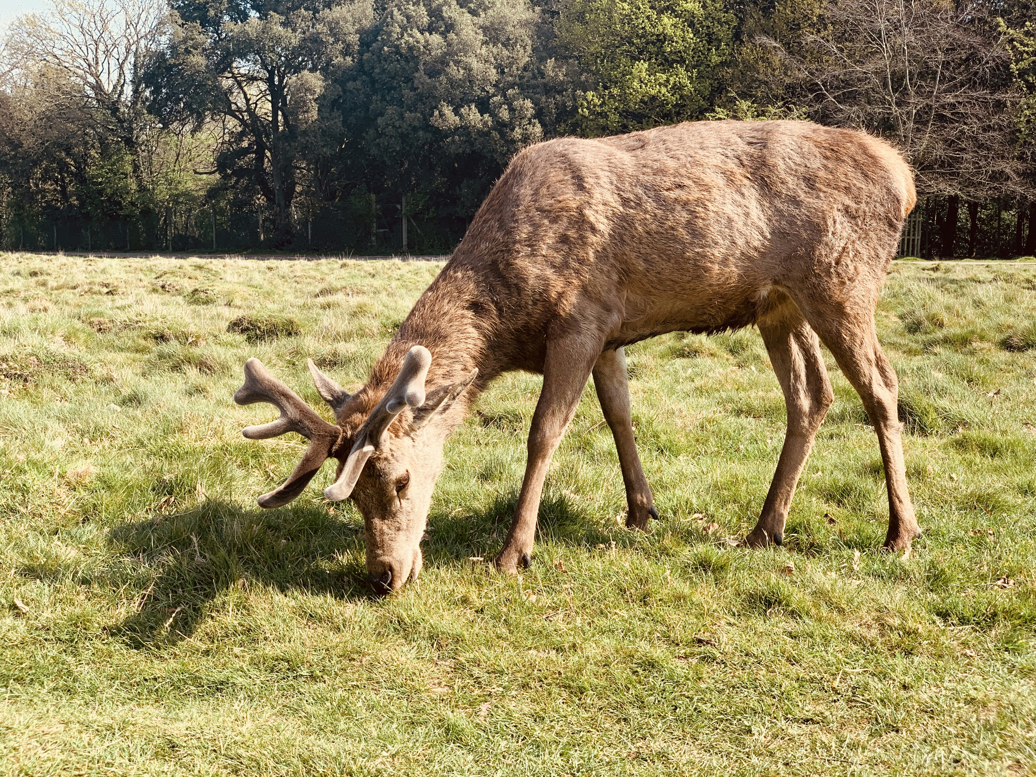 brown deer on green grass field during daytime ranch zoom background