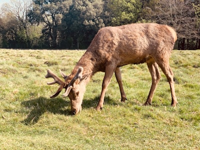 brown deer on green grass field during daytime ranch google meet background