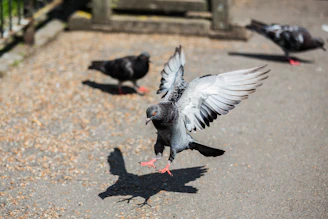Entreprise de dépigeonnage dans l'Hérault 34