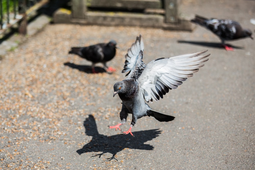 black and white bird flying on gray concrete floor during daytime