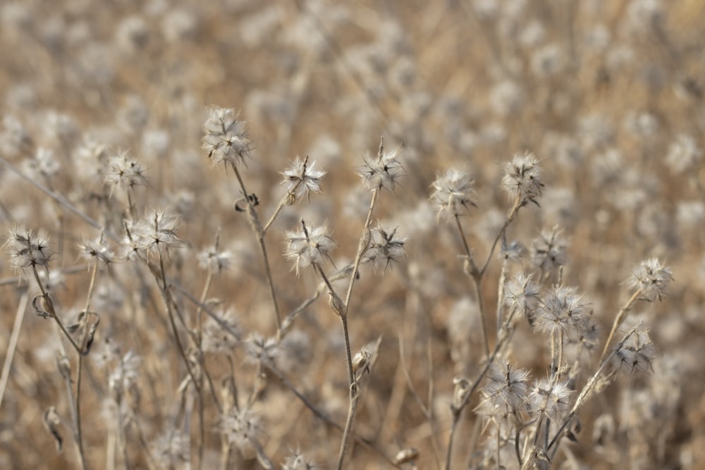 brown and white flower field during daytime