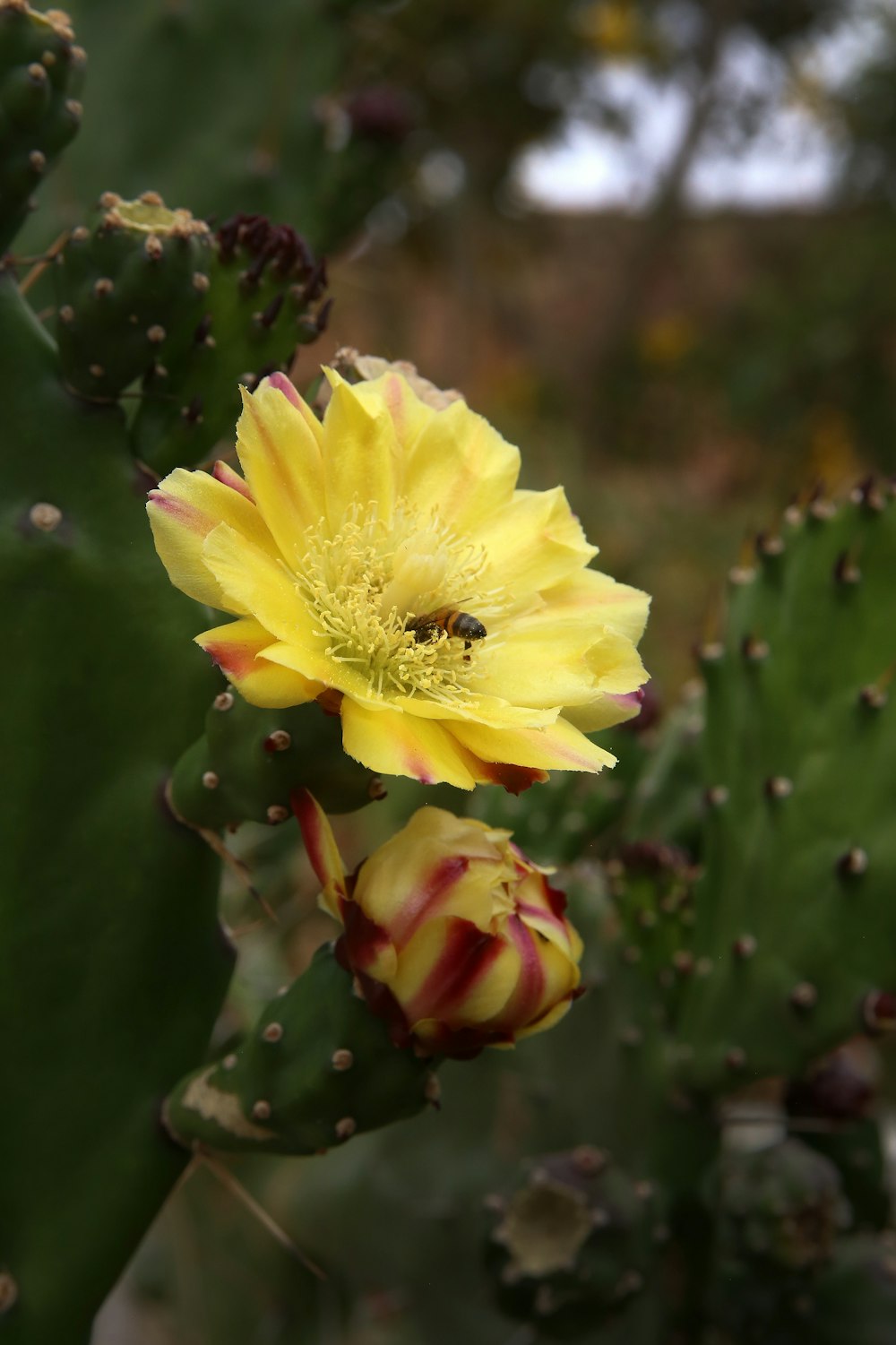 flor amarilla en lente de cambio de inclinación