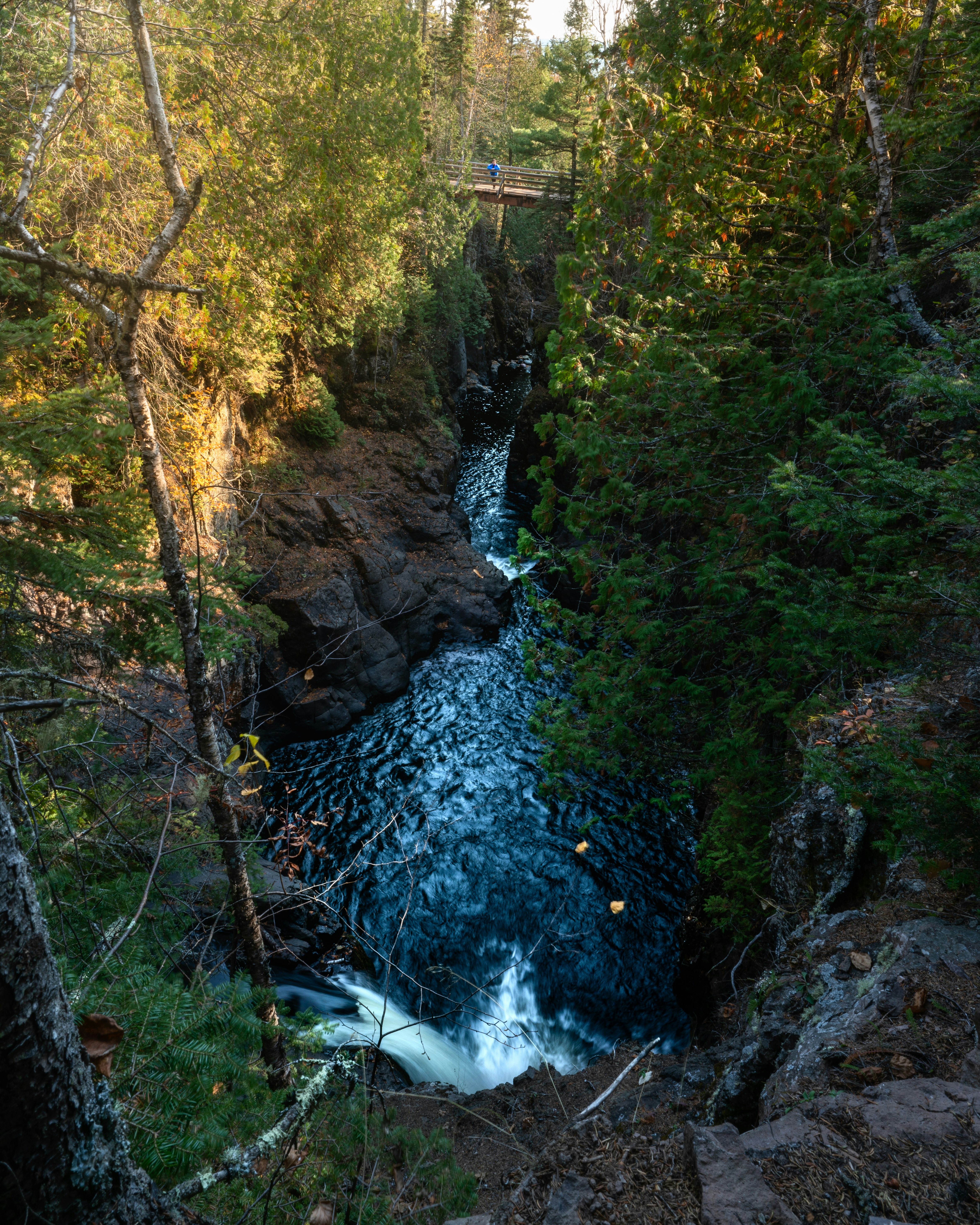 river in the middle of the forest