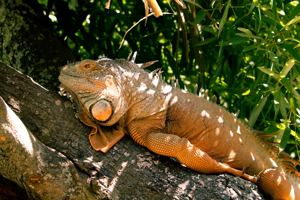 brown and green bearded dragon on brown wood