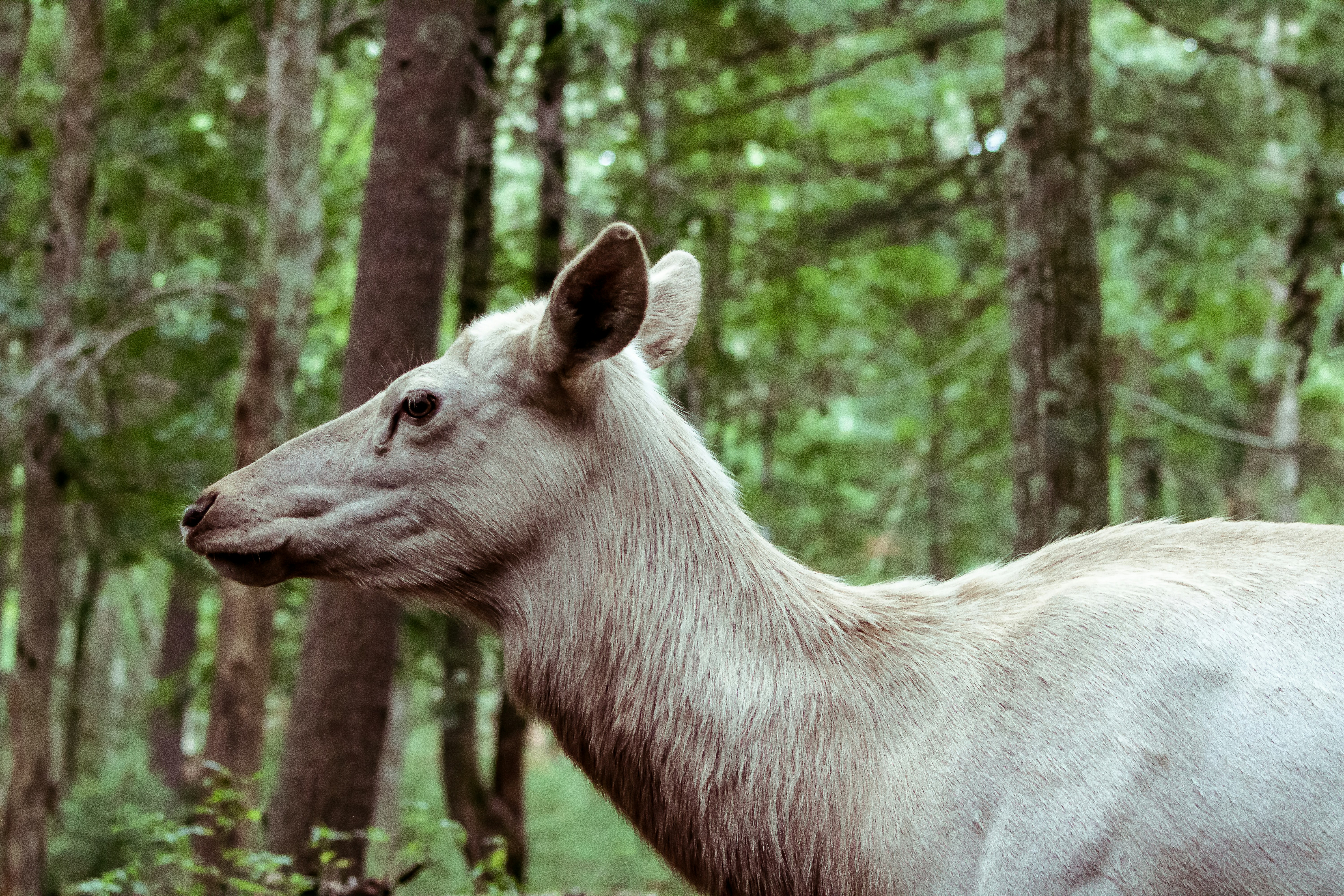 white horse in forest during daytime