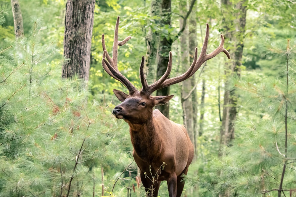 brown deer in forest during daytime