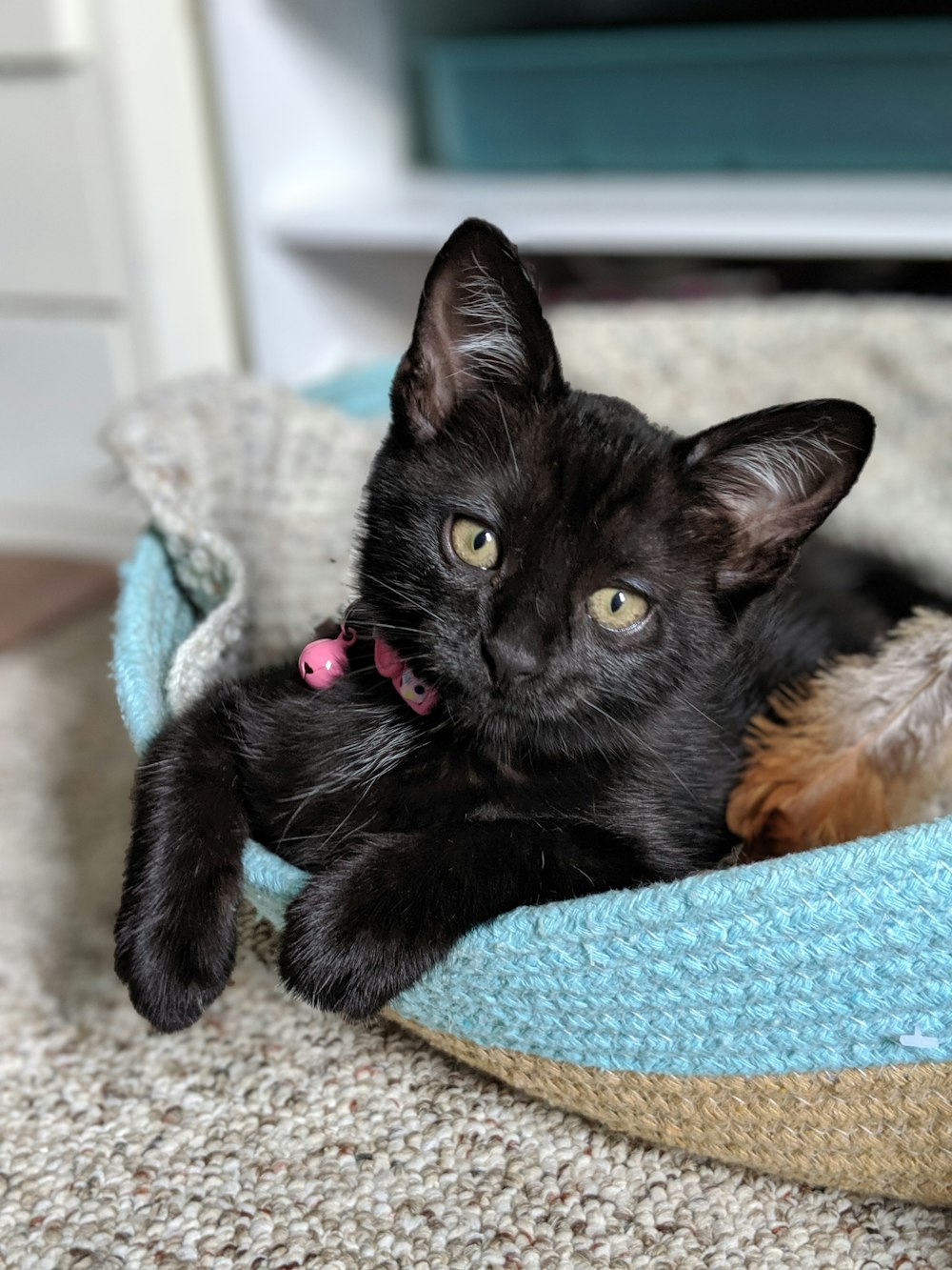 black cat on blue and white textile