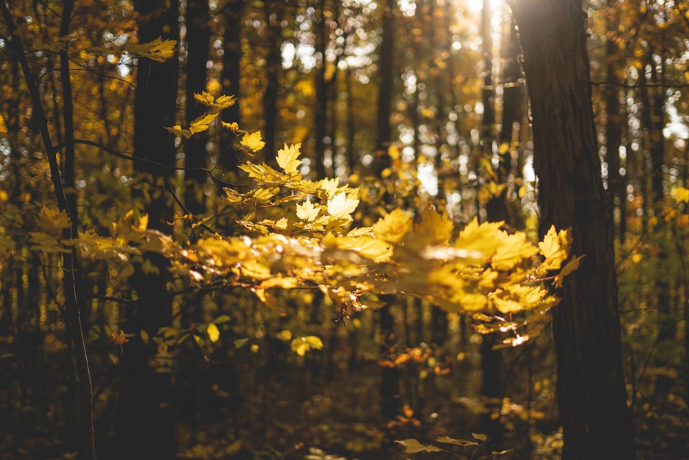 yellow leaves on forest during daytime