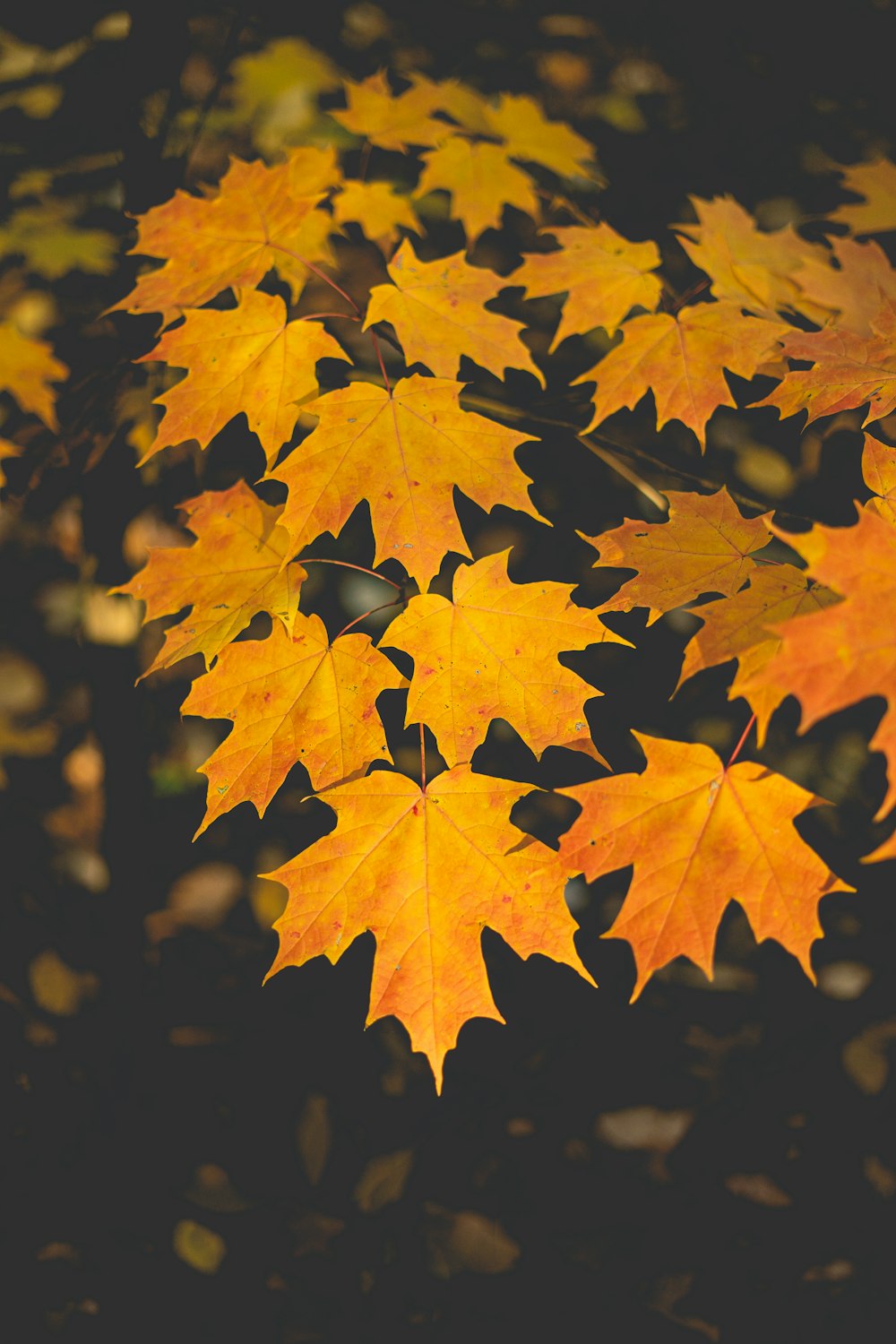 yellow maple leaves in close up photography