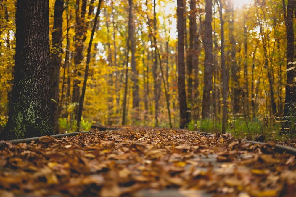 brown dried leaves on ground