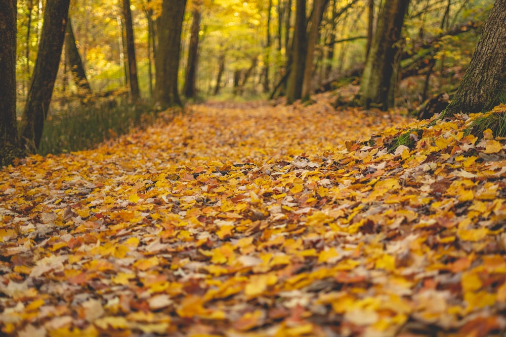 brown leaves on ground during daytime