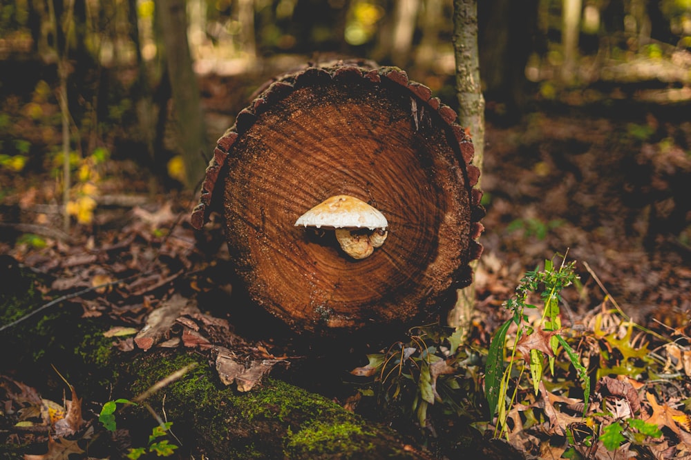brown and white mushroom on brown tree log