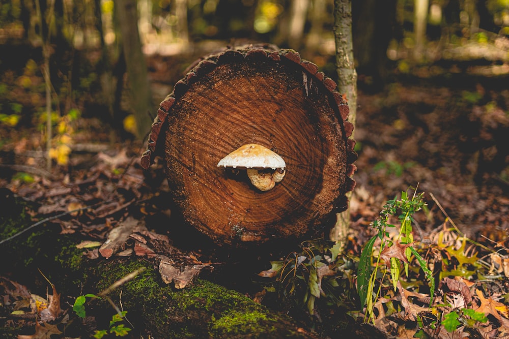 champignon brun et blanc sur bûche d’arbre brun