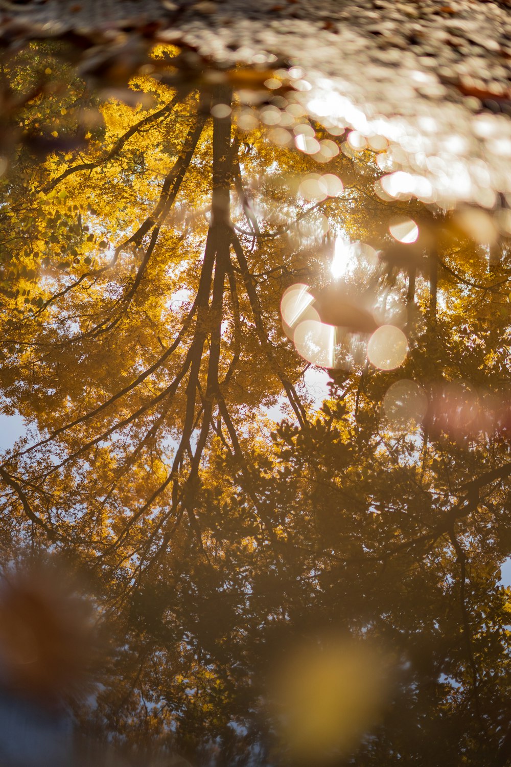 sun light coming through trees