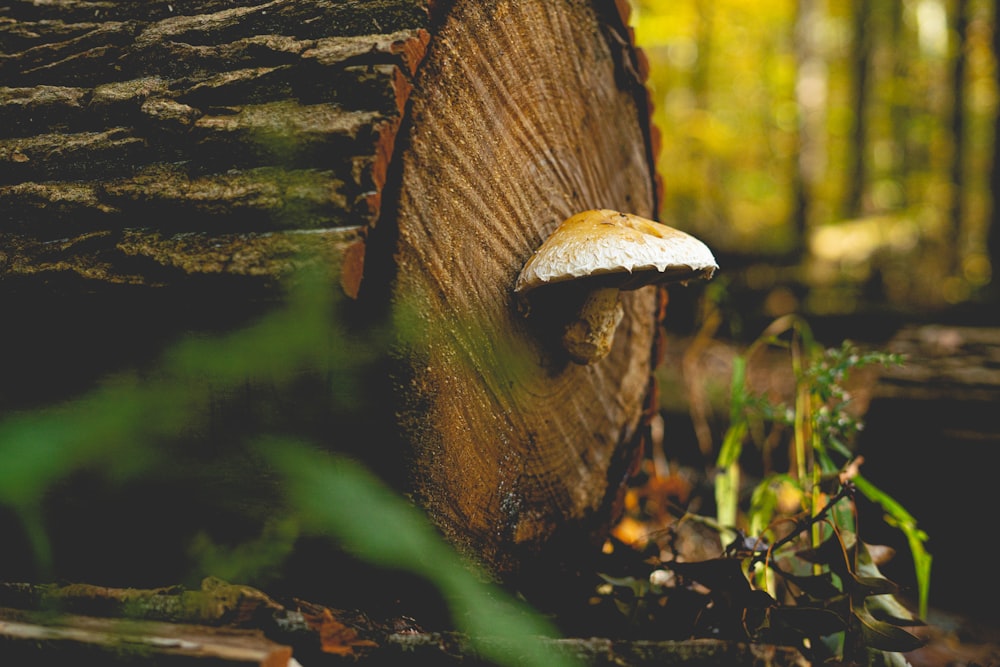 champignon brun sur tronc d’arbre brun
