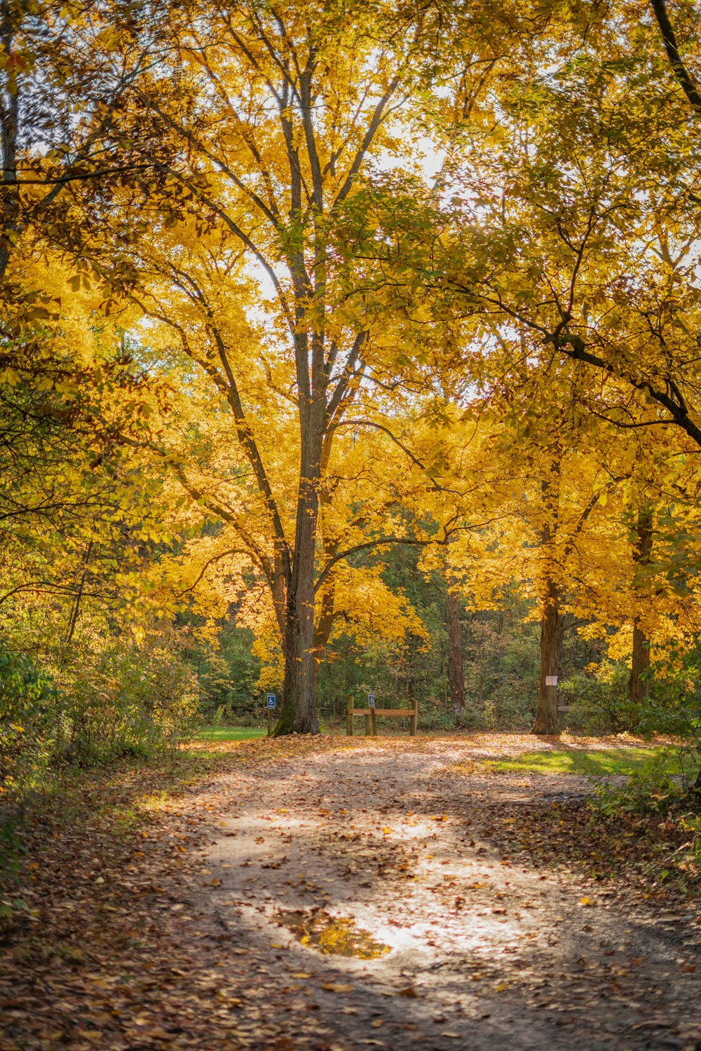 green and yellow trees during daytime