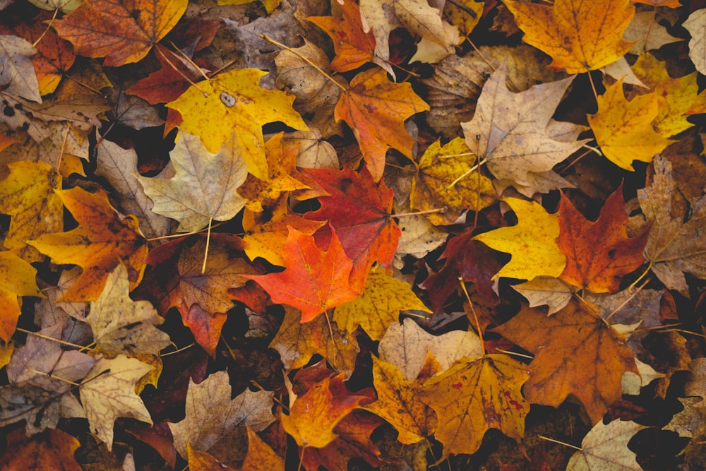 brown and yellow maple leaves