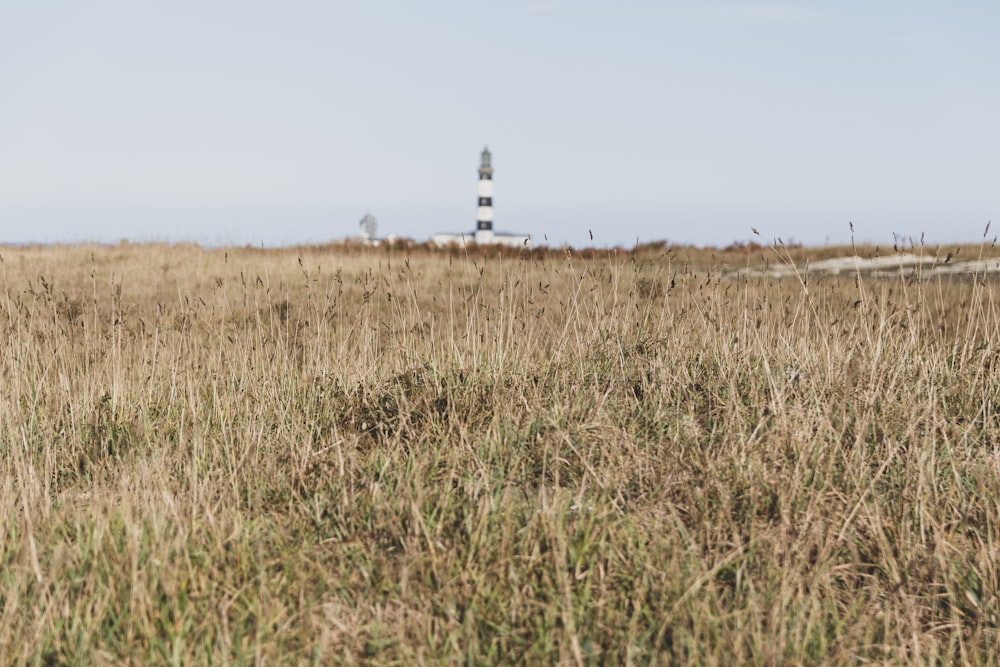 brown grass field during daytime