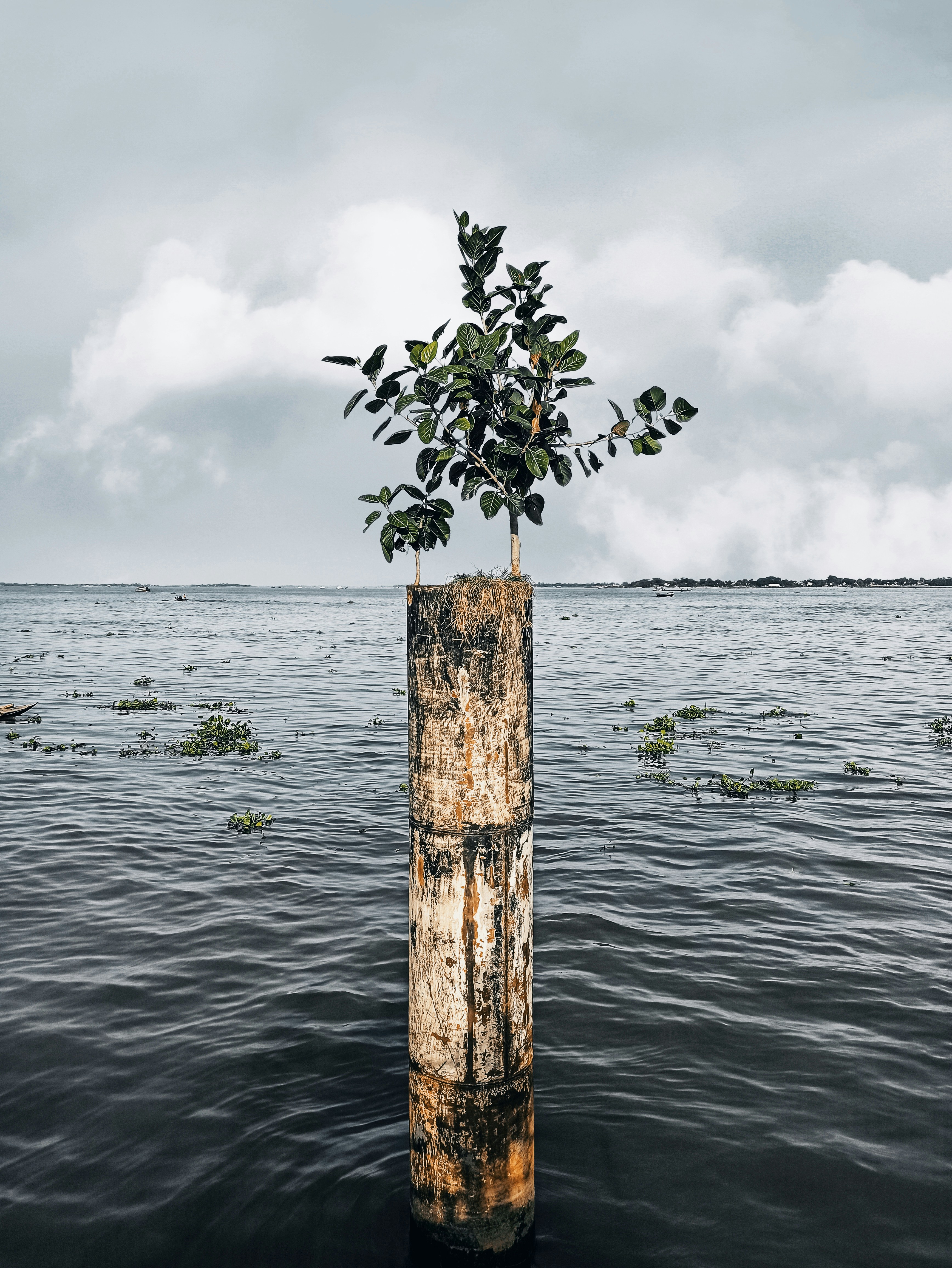 brown wooden post on water under white clouds during daytime