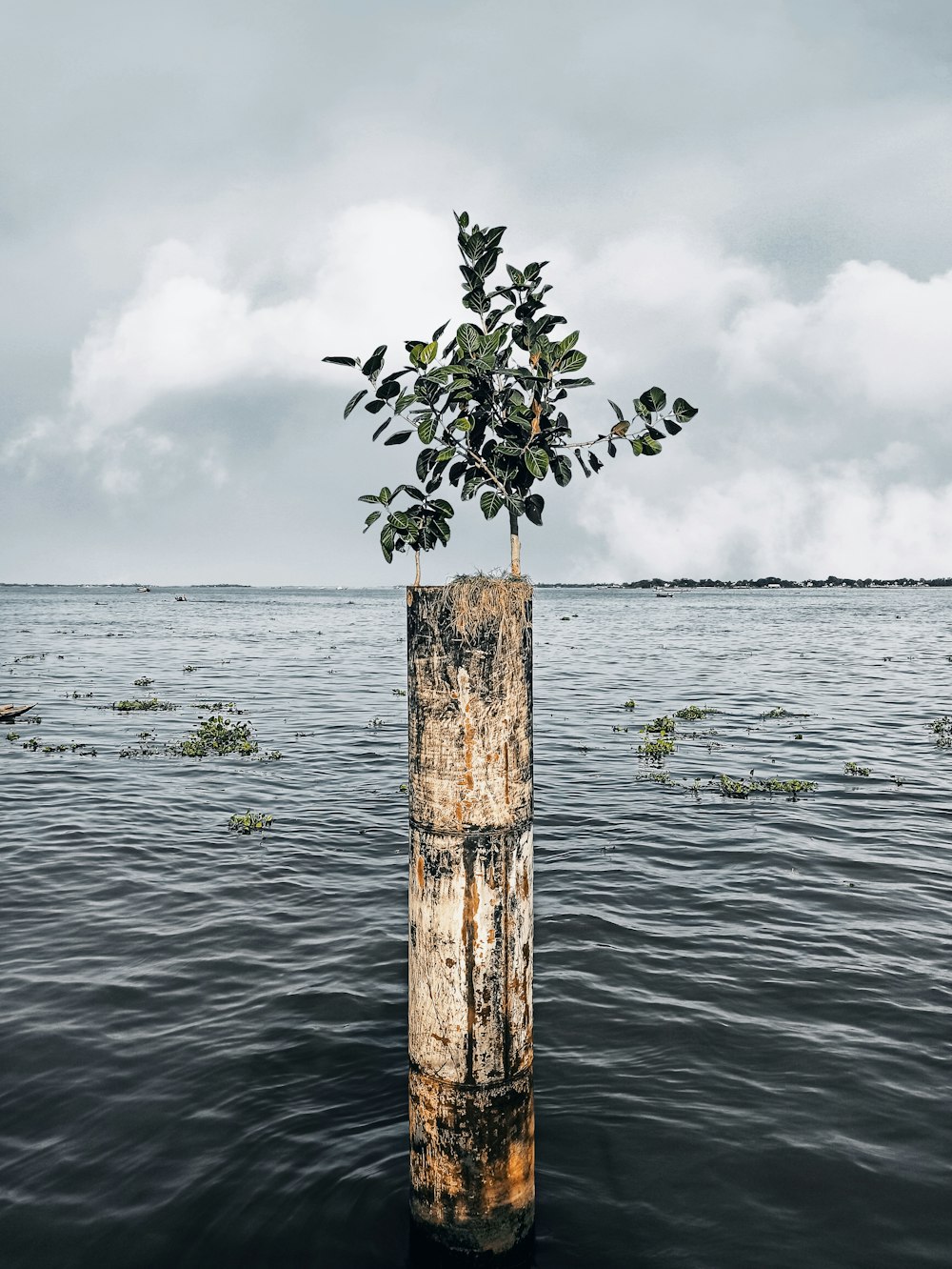 brown wooden post on water under white clouds during daytime