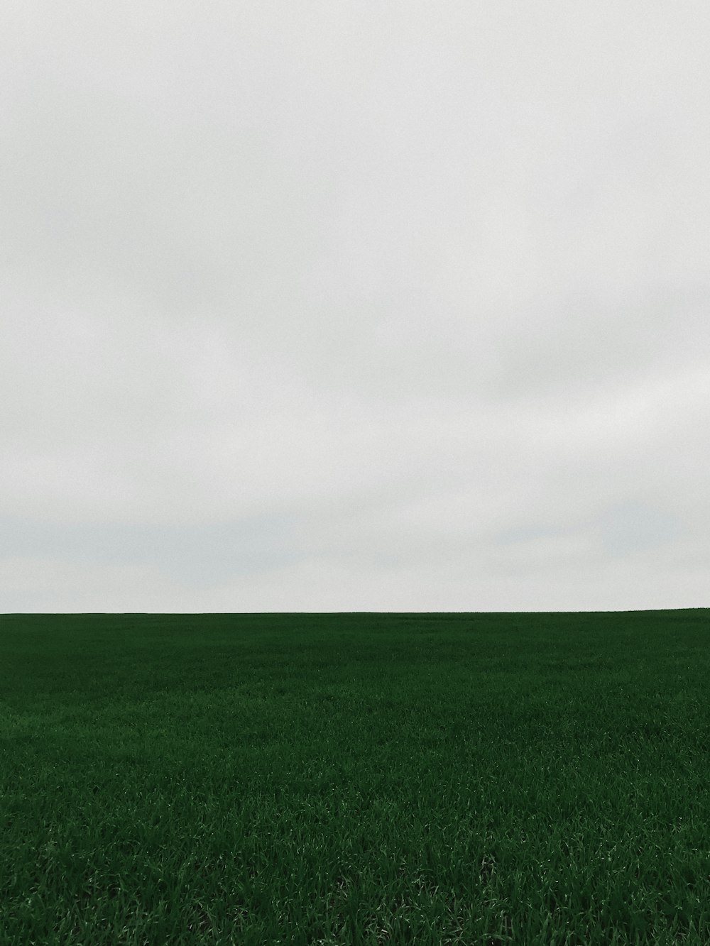 green grass field under white sky