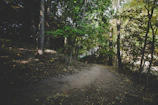 A wide shot of a peaceful forest trail winding through towering trees with dappled sunlight.