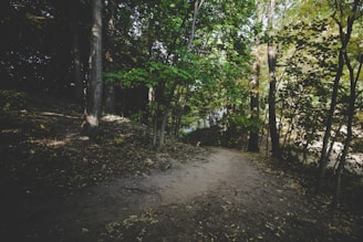 A tranquil nature scene with a path leading through a forest.