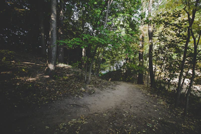 A wide shot of a peaceful forest trail winding through towering trees with dappled sunlight.