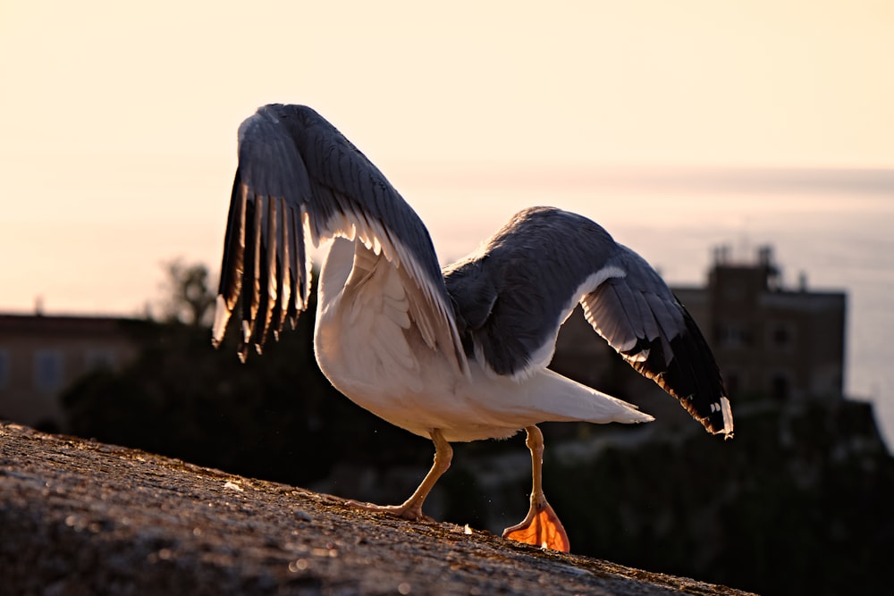 white and gray bird on brown soil during daytime