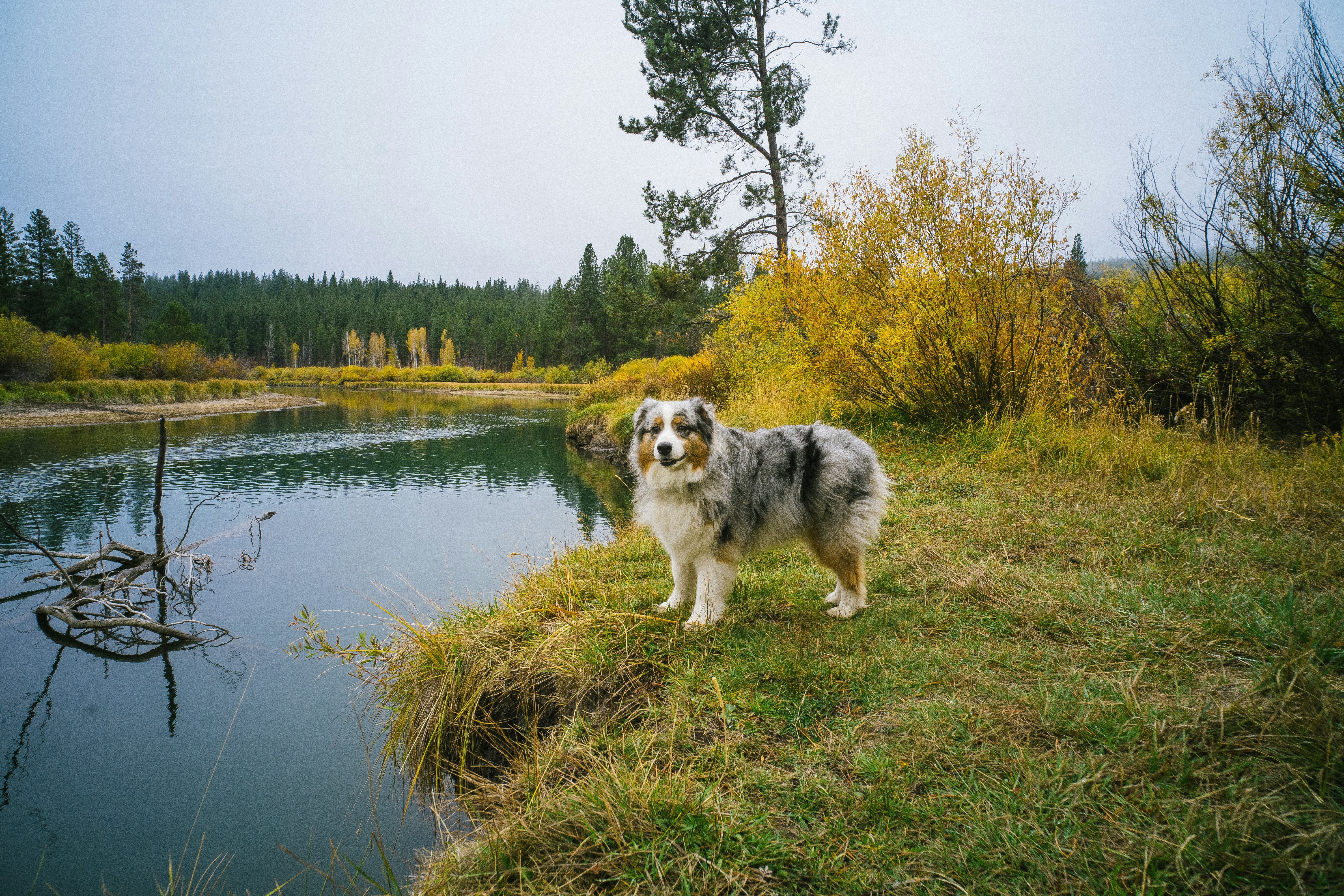 Chien blanc et noir à poil long debout sur un champ d’herbe verte près du lac pendant la journée