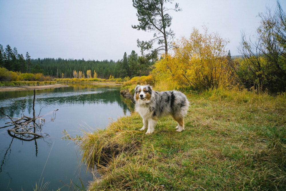 white and black long coated dog standing on green grass field near lake during daytime