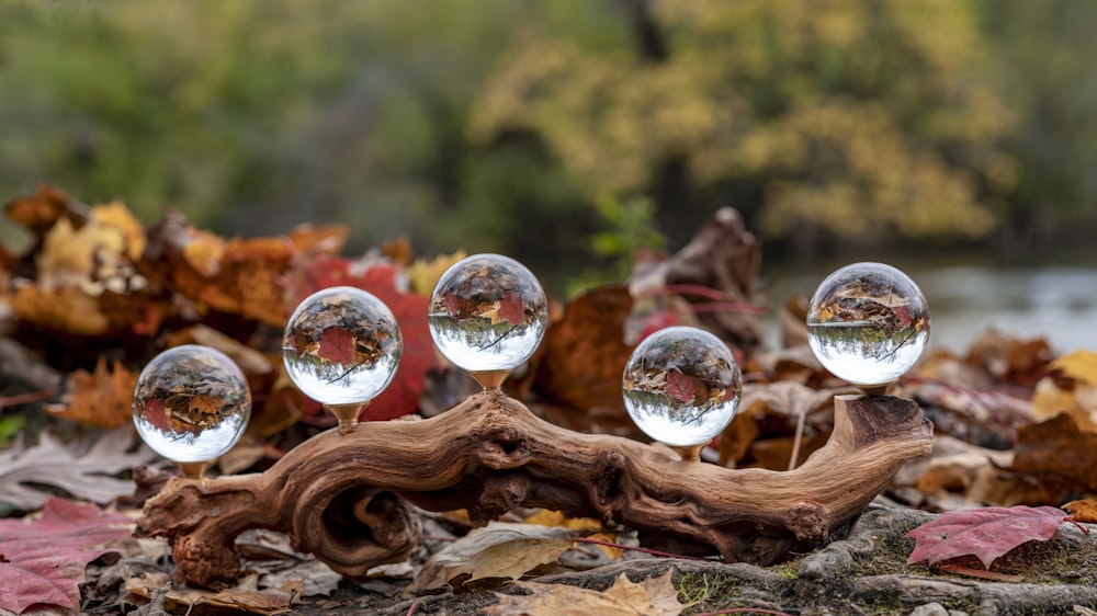 clear glass ball on brown tree log