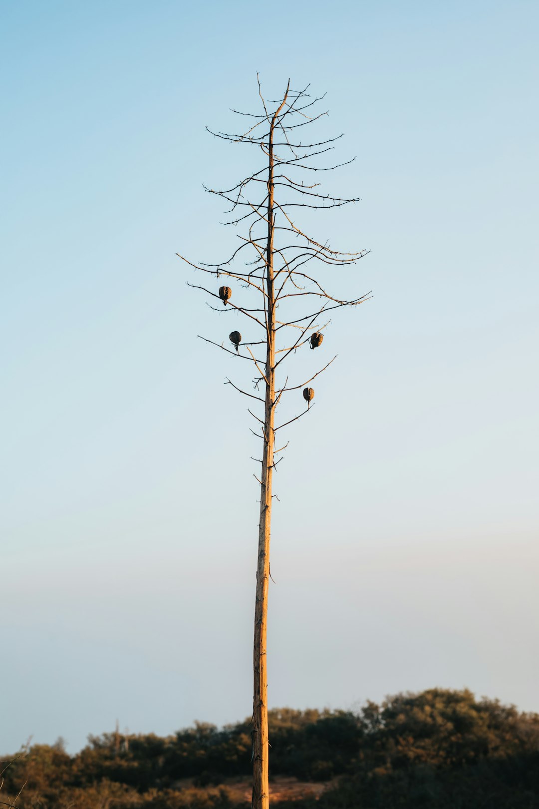 leafless tree under white sky