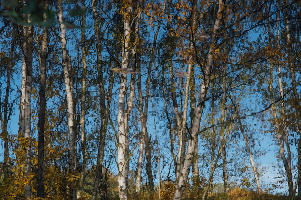 brown trees on green grass field during daytime