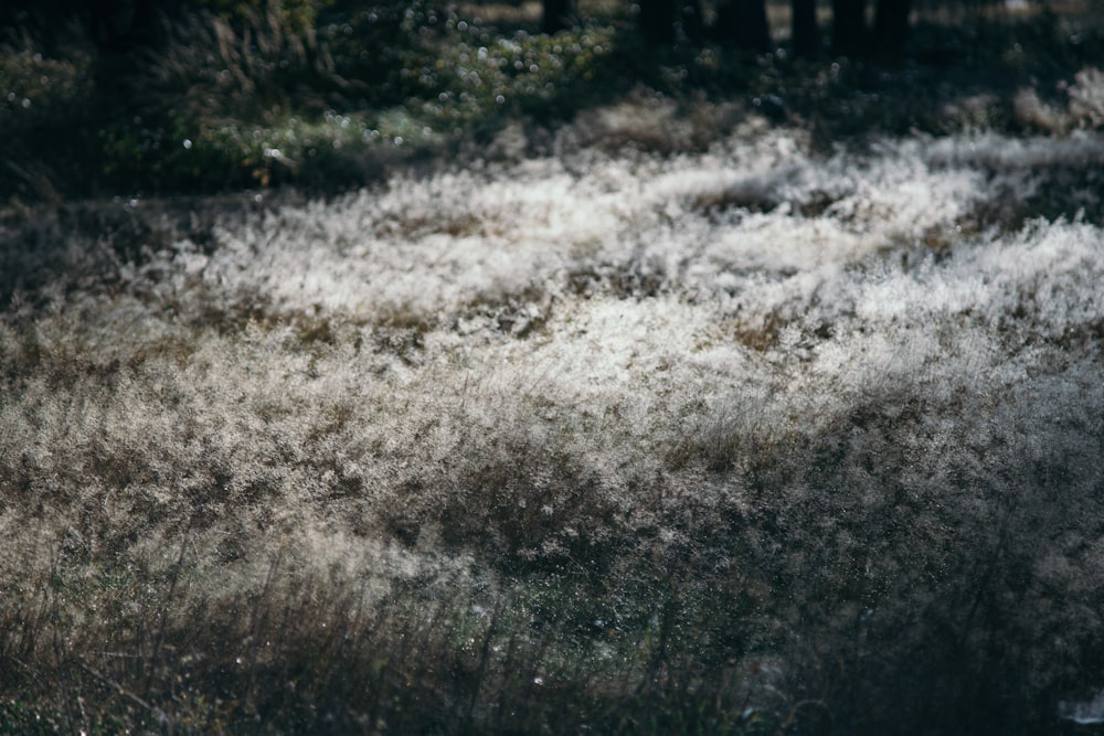 brown grass field during daytime