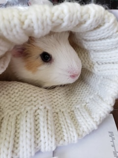 A guinea pig peeking out from a cozy little hideaway made of soft fabric.