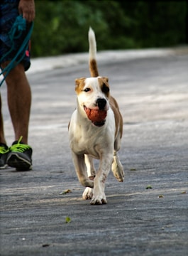 Action shot of a dog and owner running outdoors with f2h branded gear