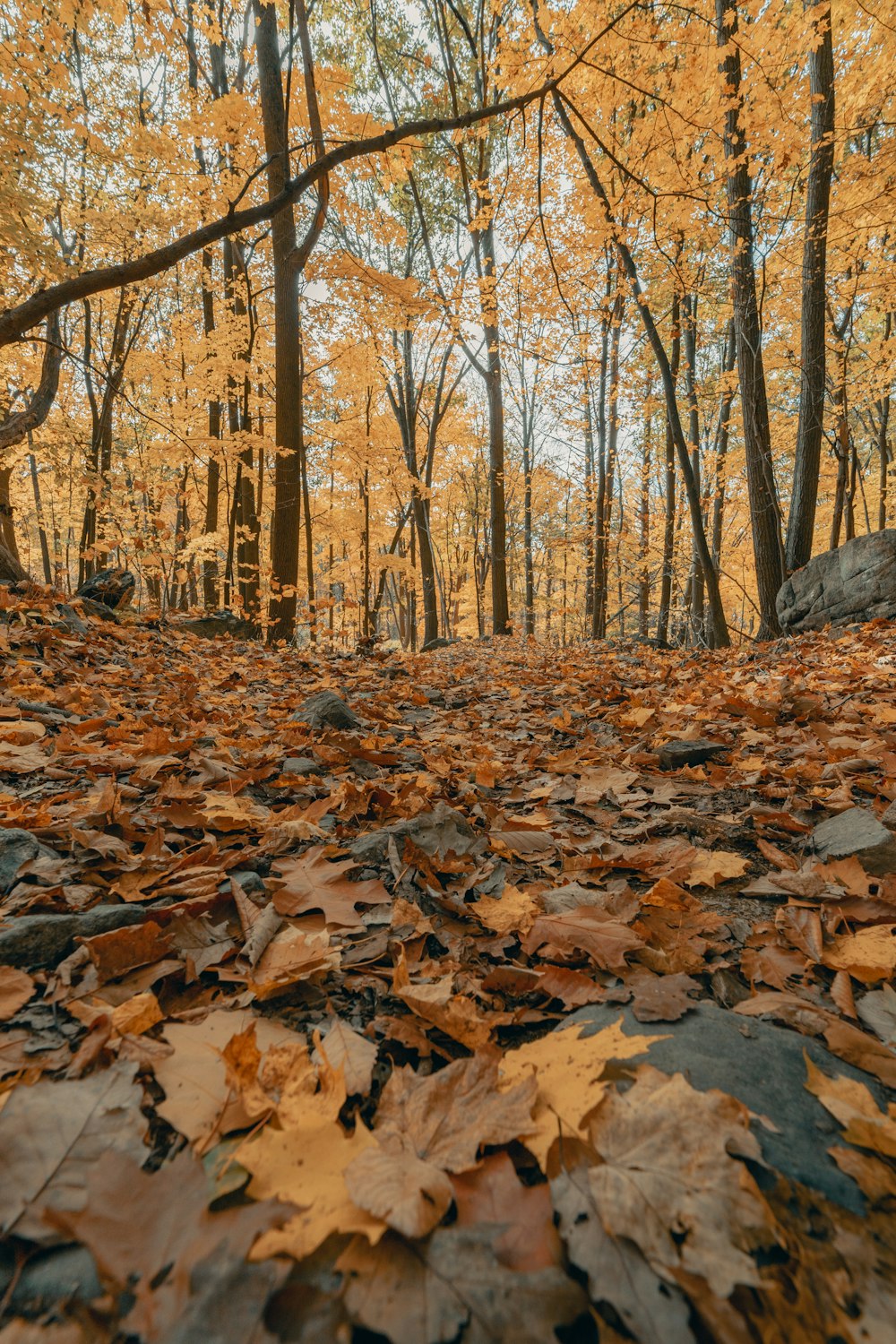 brown dried leaves on ground