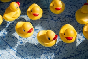 rubber duck swimming in pool