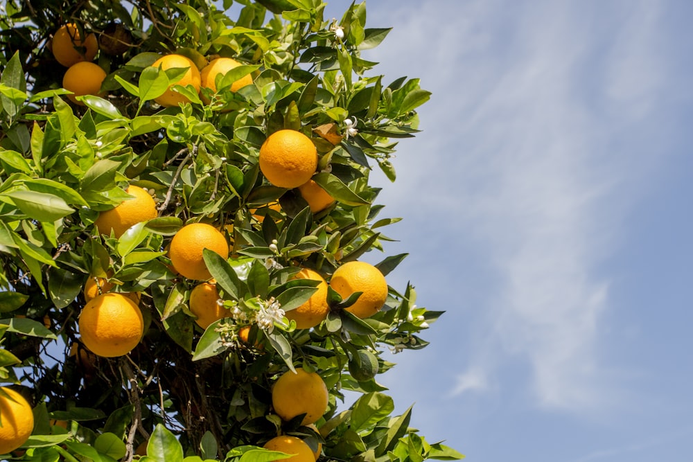 Árbol frutal de naranjo bajo el cielo azul durante el día