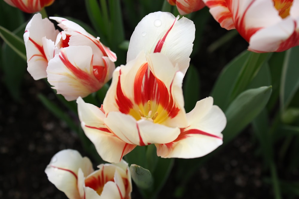 white and red flowers in tilt shift lens