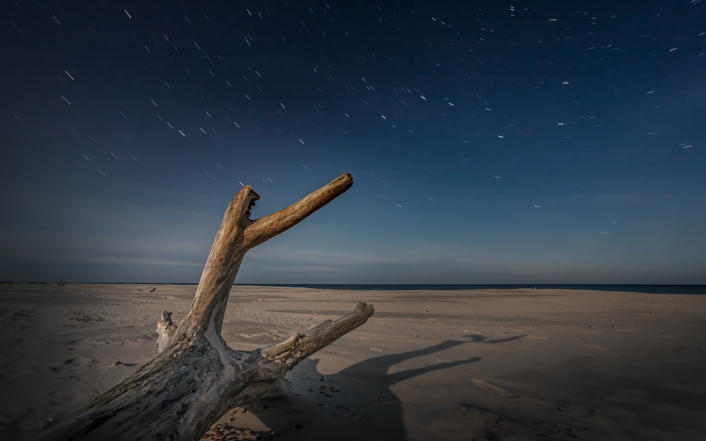 braunes Holz auf braunem Sand tagsüber