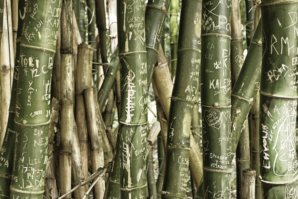 green bamboo tree during daytime