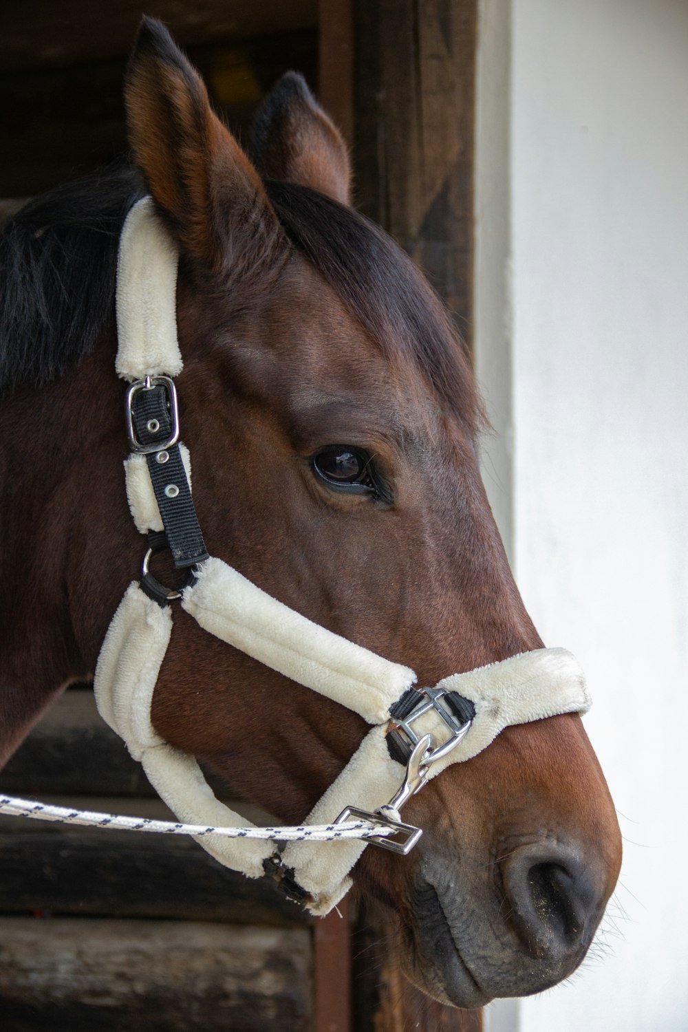 Braunes und weißes Pferd mit weißem Lederarmband