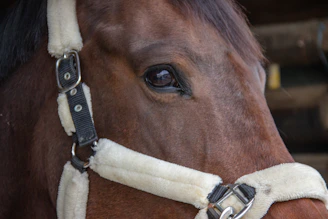 Close-up of a horse wearing a beautifully crafted halter with soft, natural background.