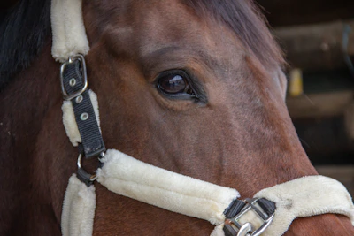 Close-up of a horse wearing a beautifully crafted halter with soft, natural background.