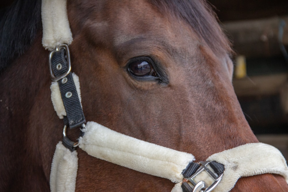 Cheval brun avec bracelet en cuir blanc