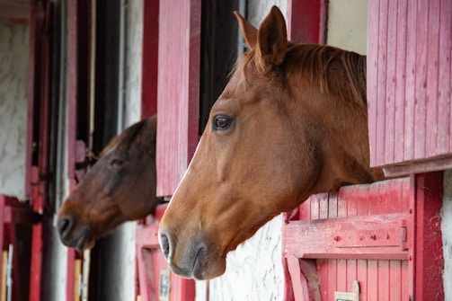 Two horses are peering out from their individual stalls in a stable. The stalls are painted a faded red, and the horses appear calm and relaxed as they look around.
