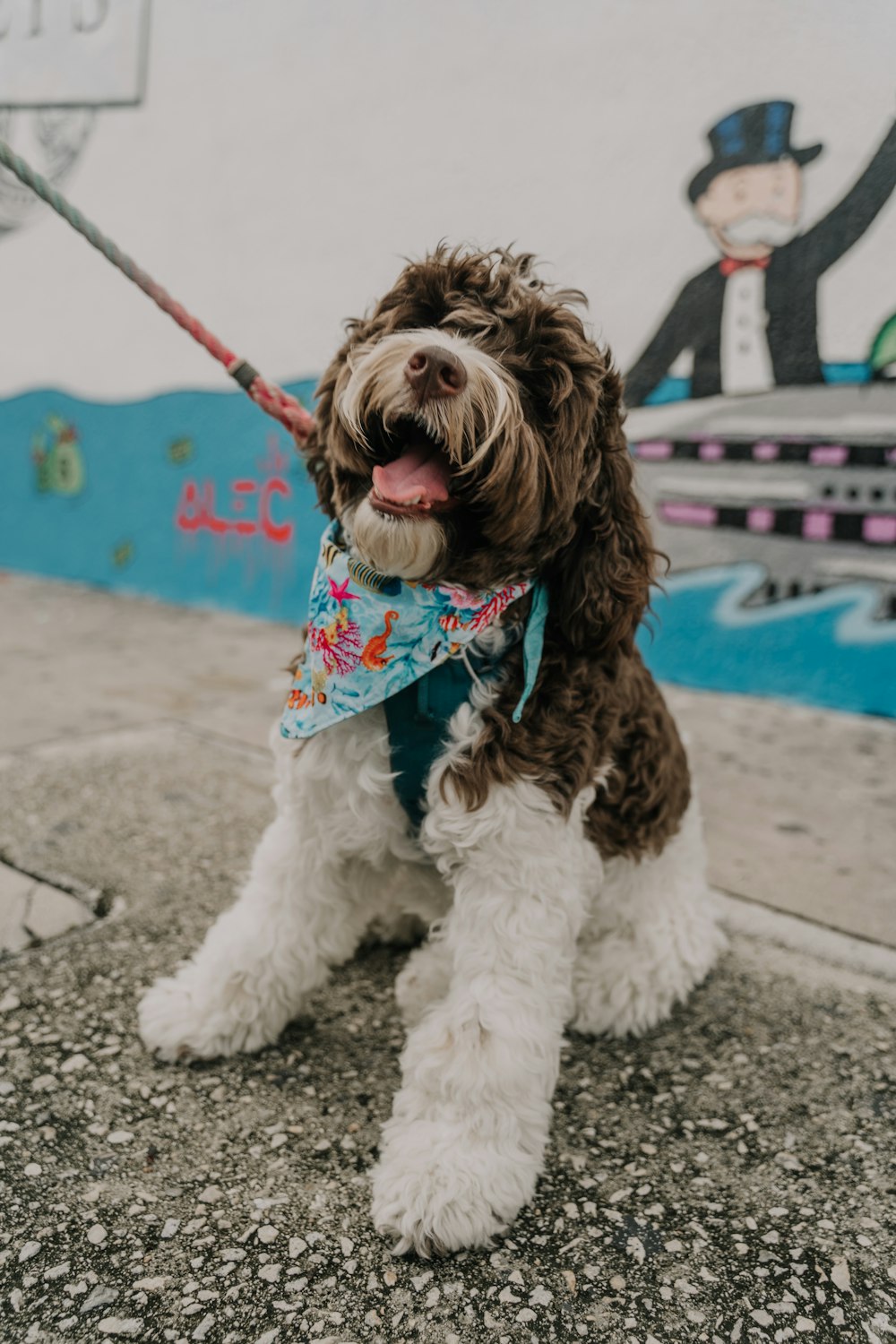 white and brown long coated dog with blue and white scarf